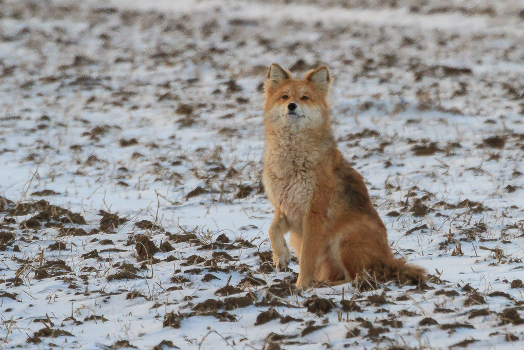 Coyotte