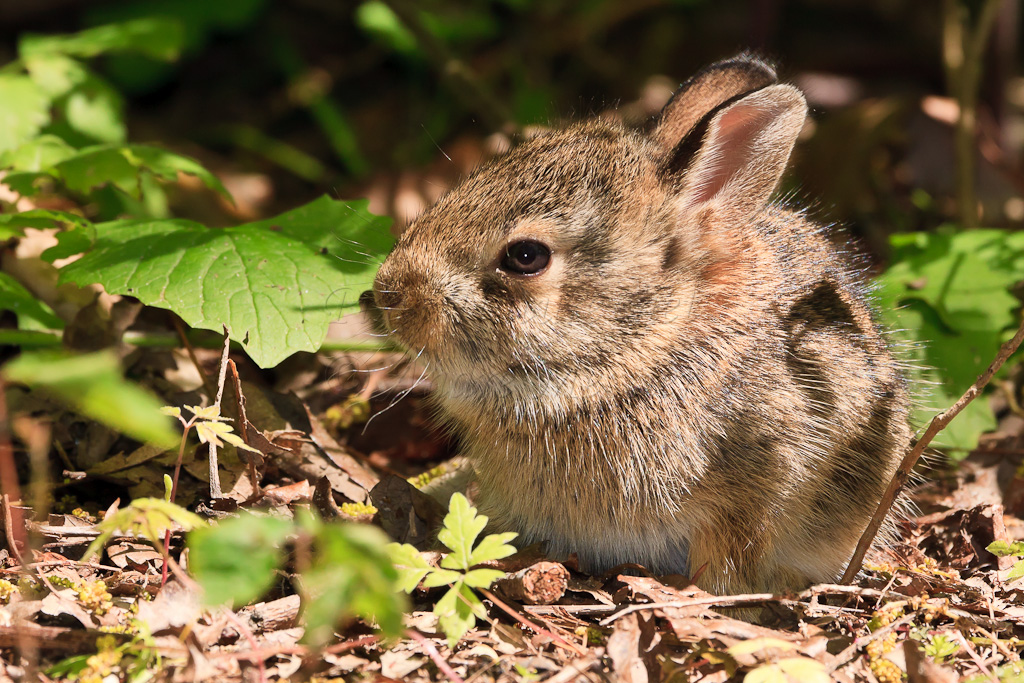 Lapin à queue blanche