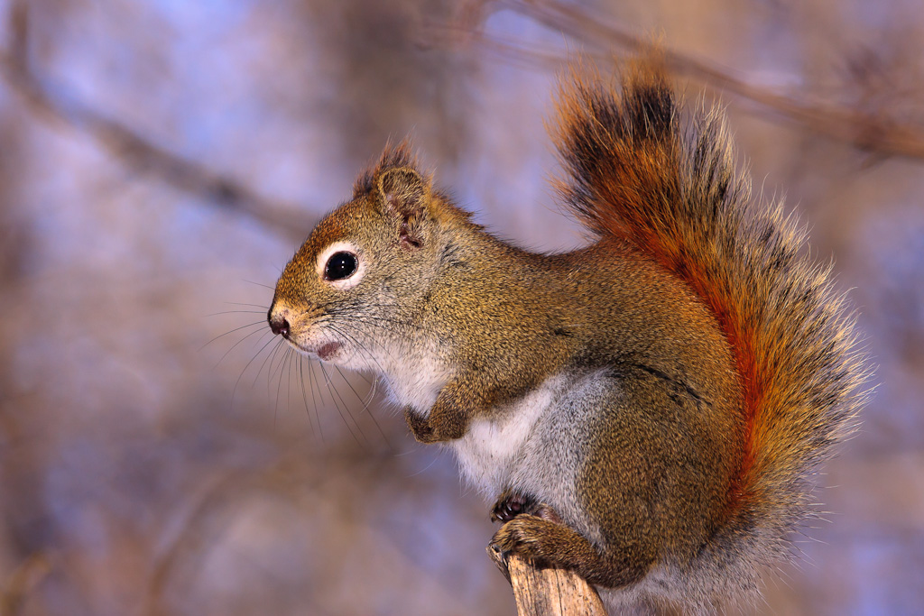 Écureuil roux #Mammal #Mammifere