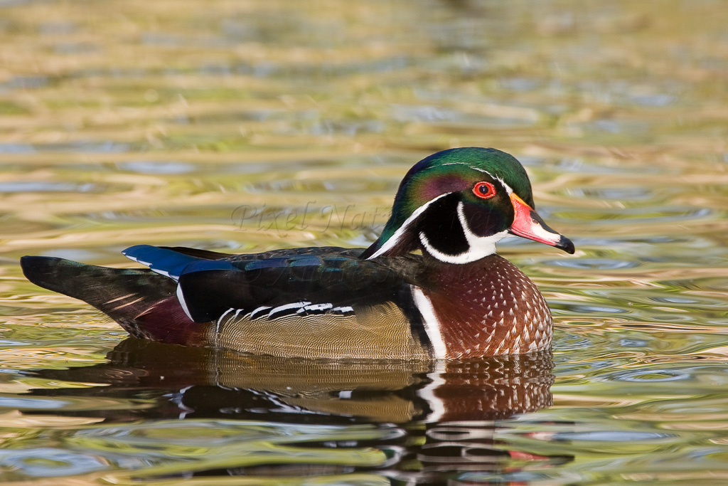 Canard branchu