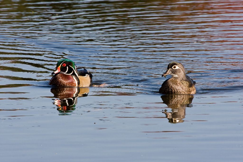 Canard branchu (couple)