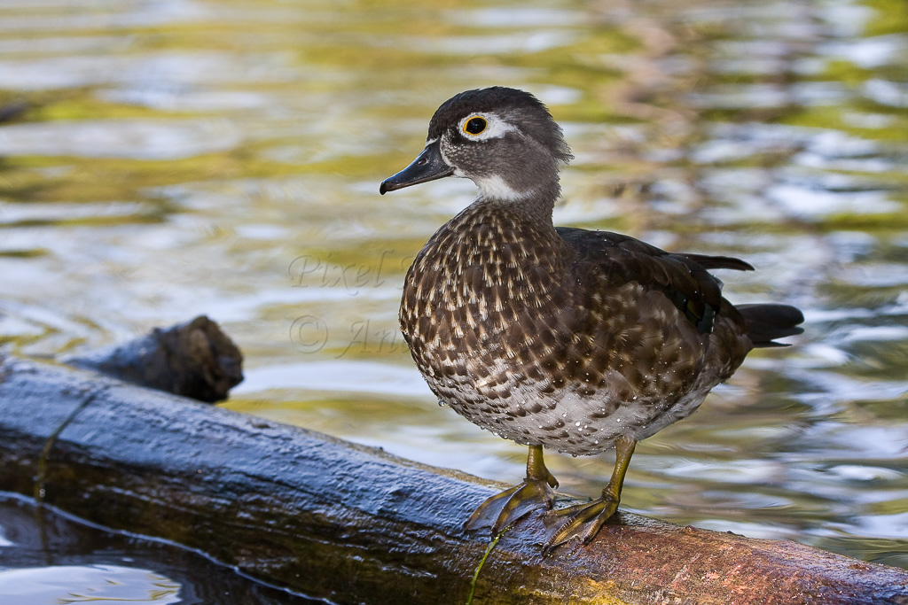 Canard branchu (femelle)