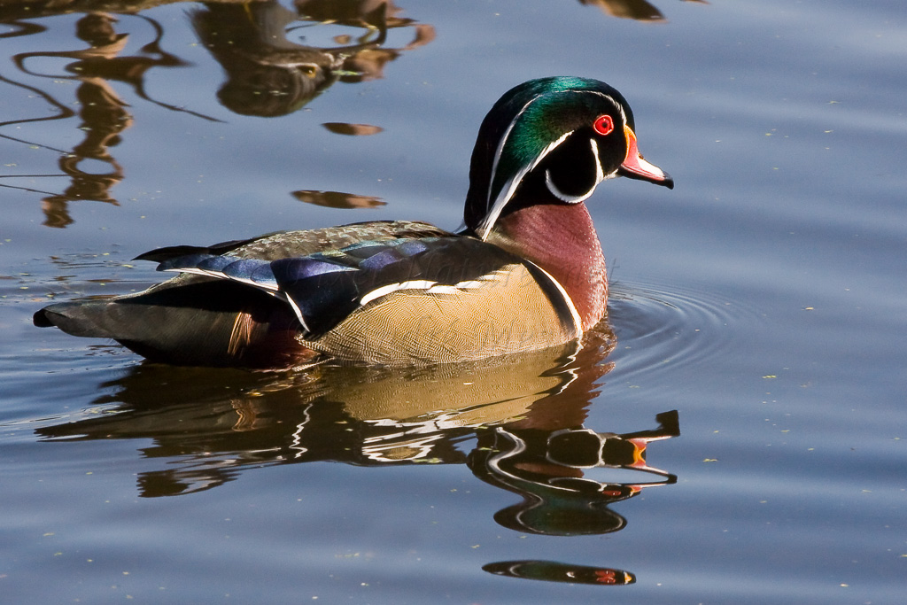 Canard branchu (reflet)