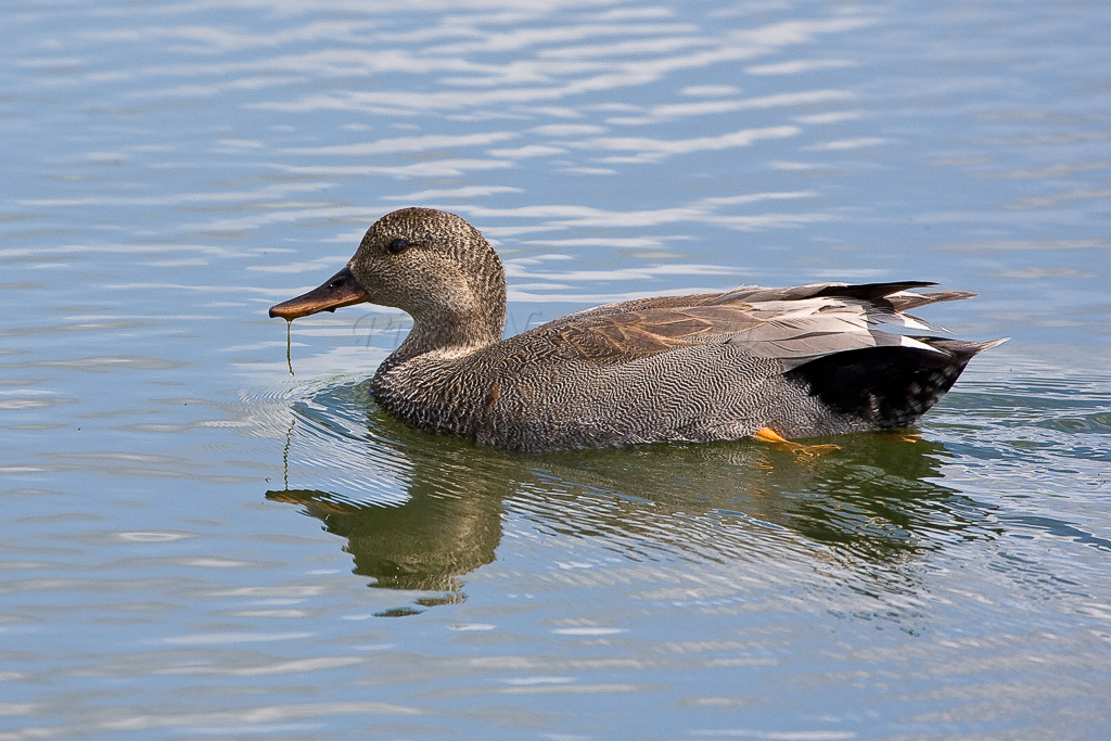 Canard chipeau