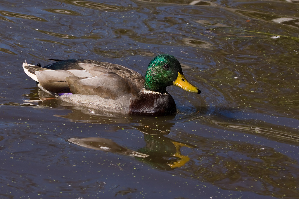 Canard colvert