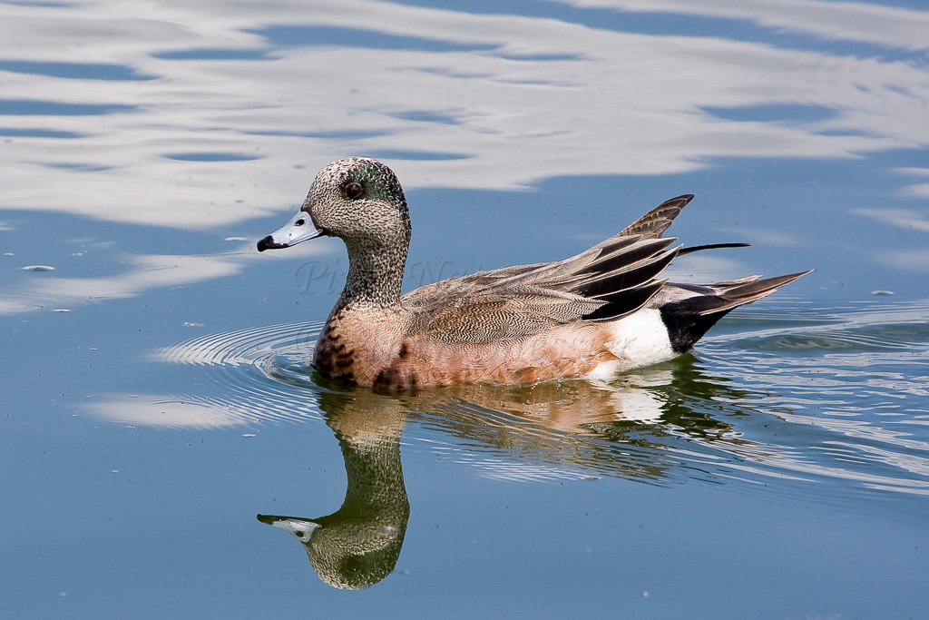 Canard d'Amérique