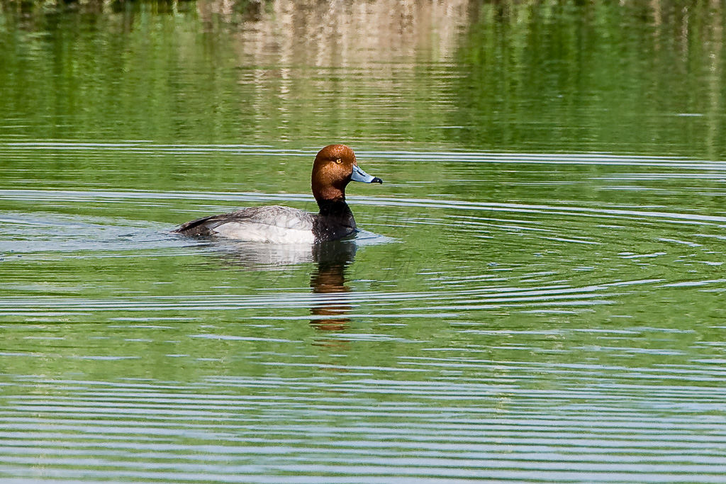 Fuligule à tête rouge