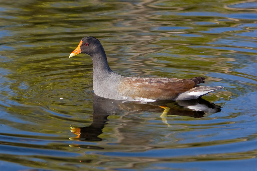 Gallinule poule-d'eau