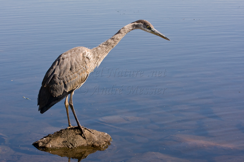 Grand Héron pêchant (juvénile)
