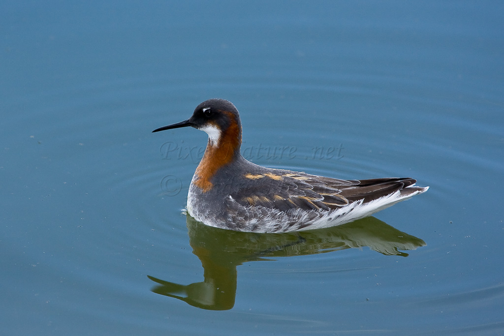 Phalarope à bec étroit