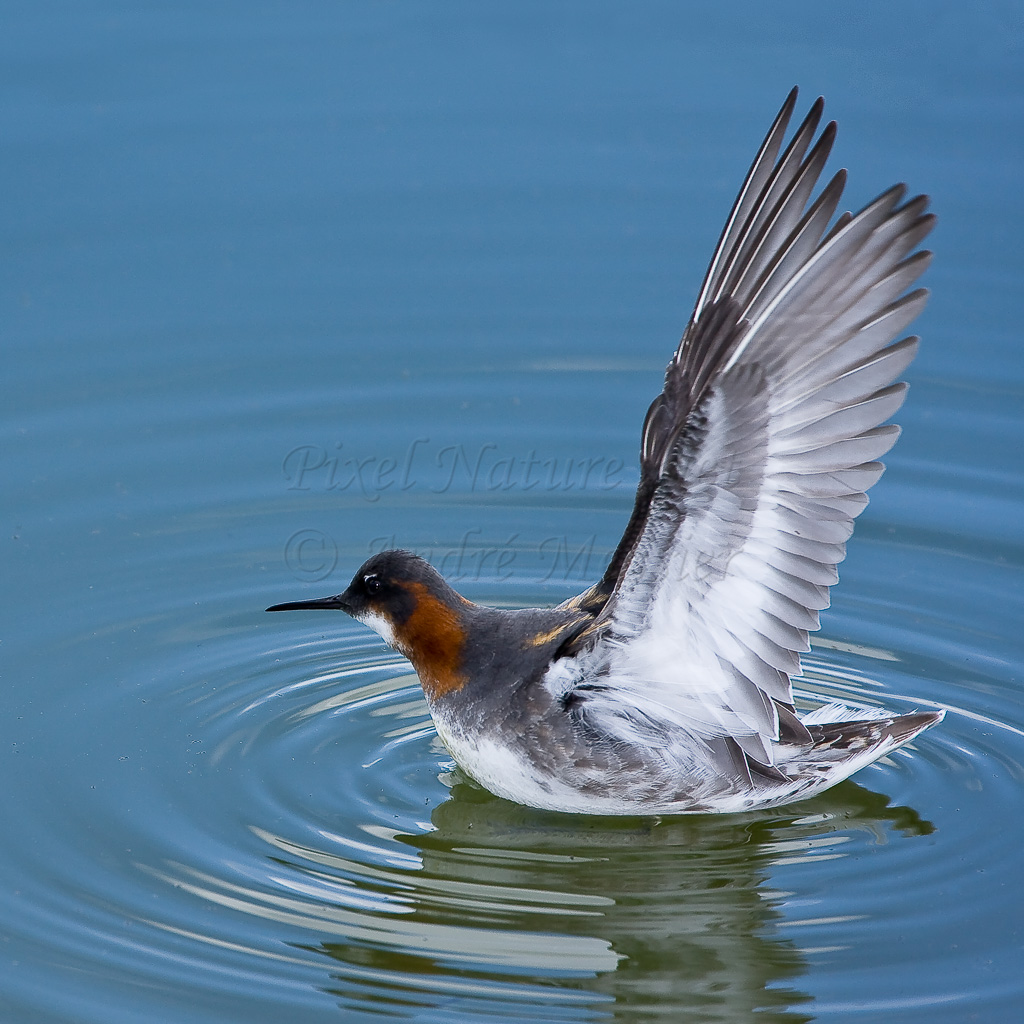 Phalarope à bec étroit (ailes déployées)