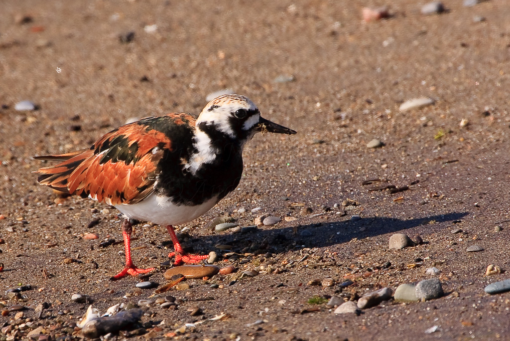 Tournepierre à collier