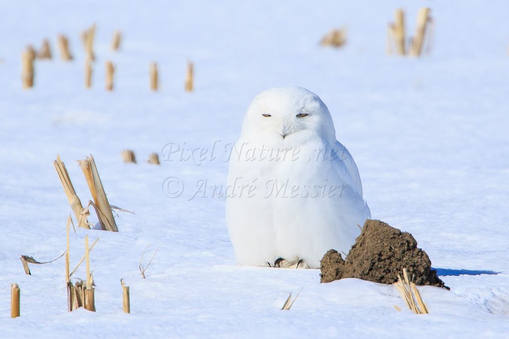 Harfang des neiges mâle