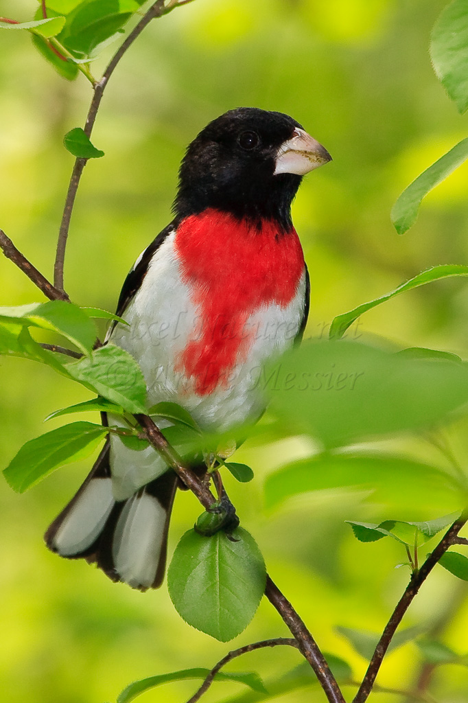 Cardinal à poitrine rose