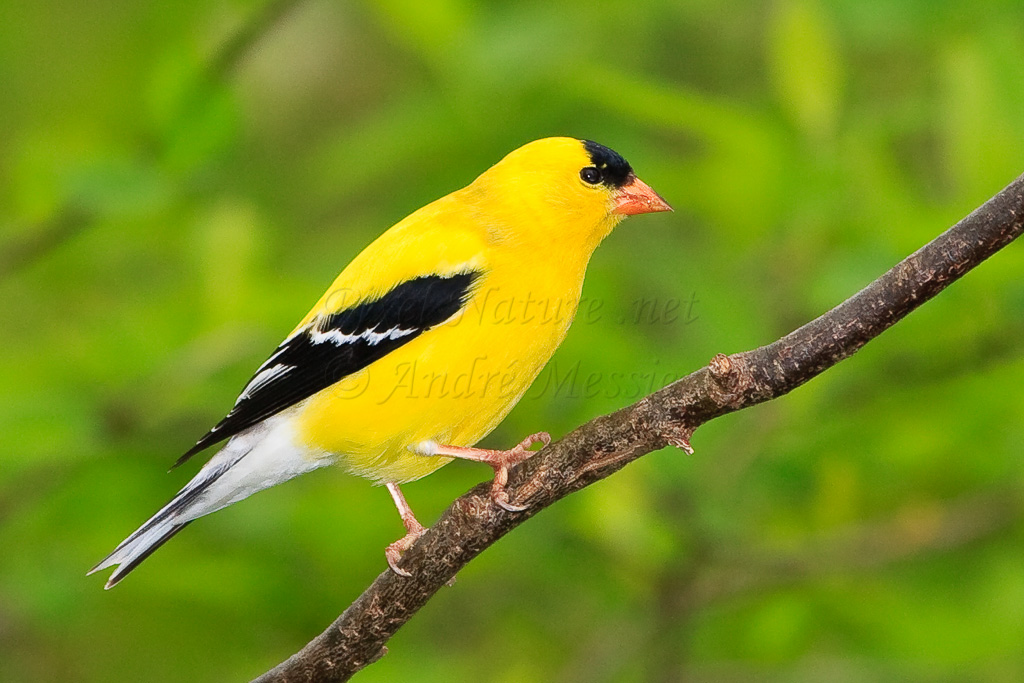 Chardonneret jaune