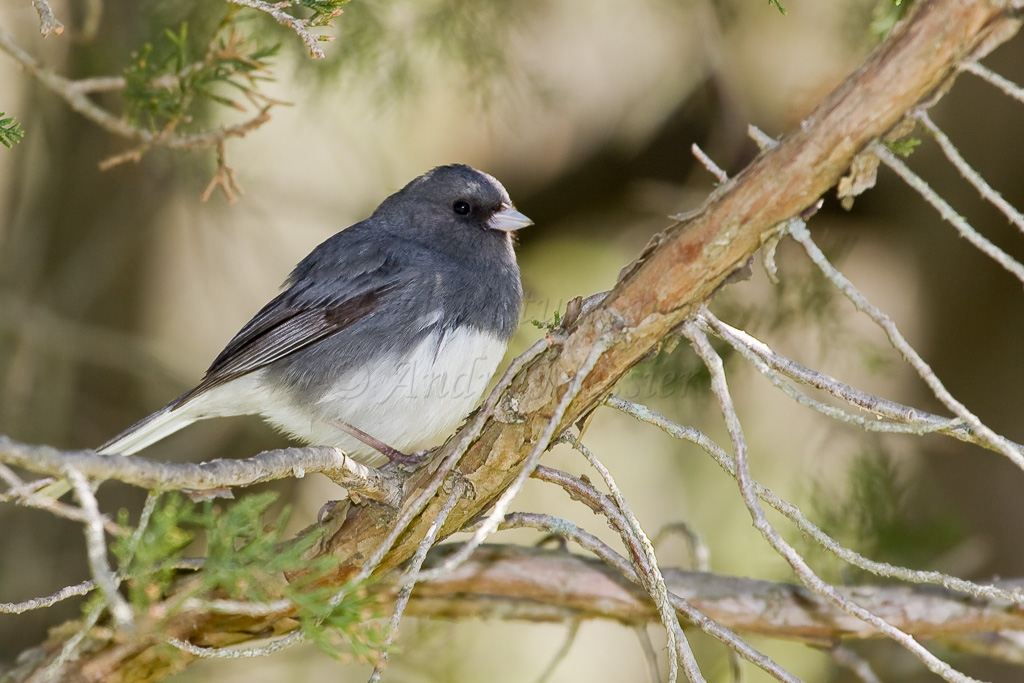 Junco ardoisé