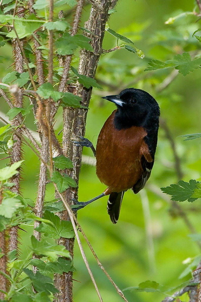 Oriole des vergers