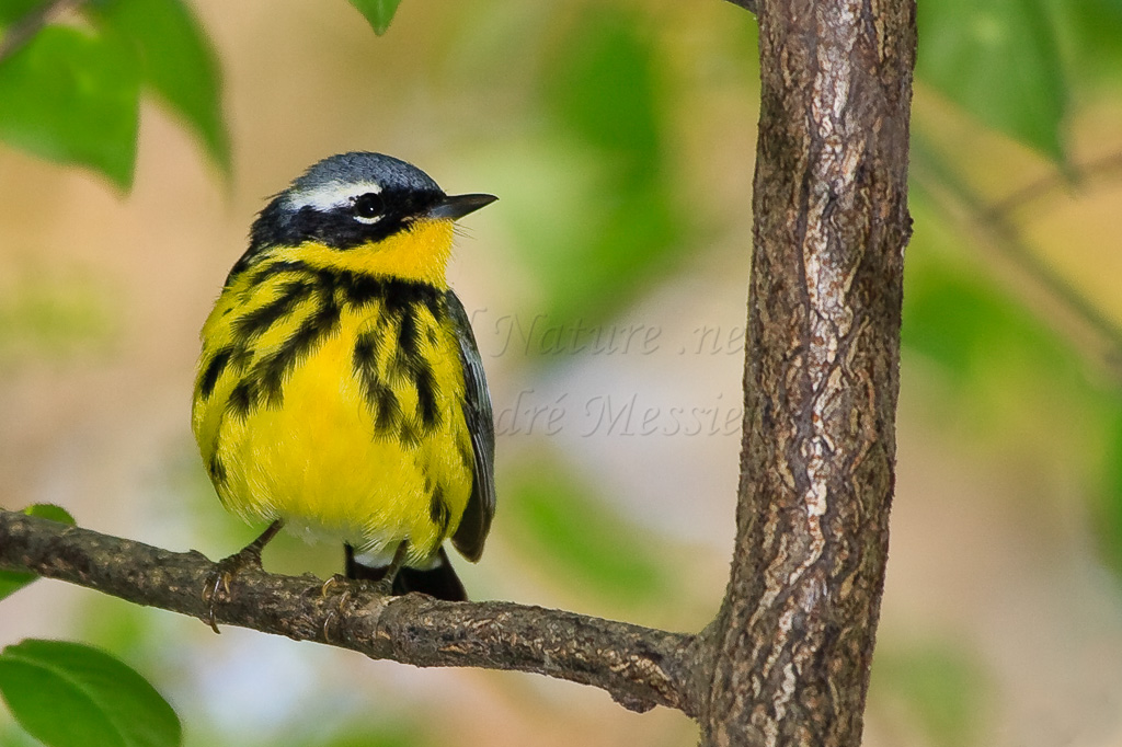 Paruline à tête cendrée
