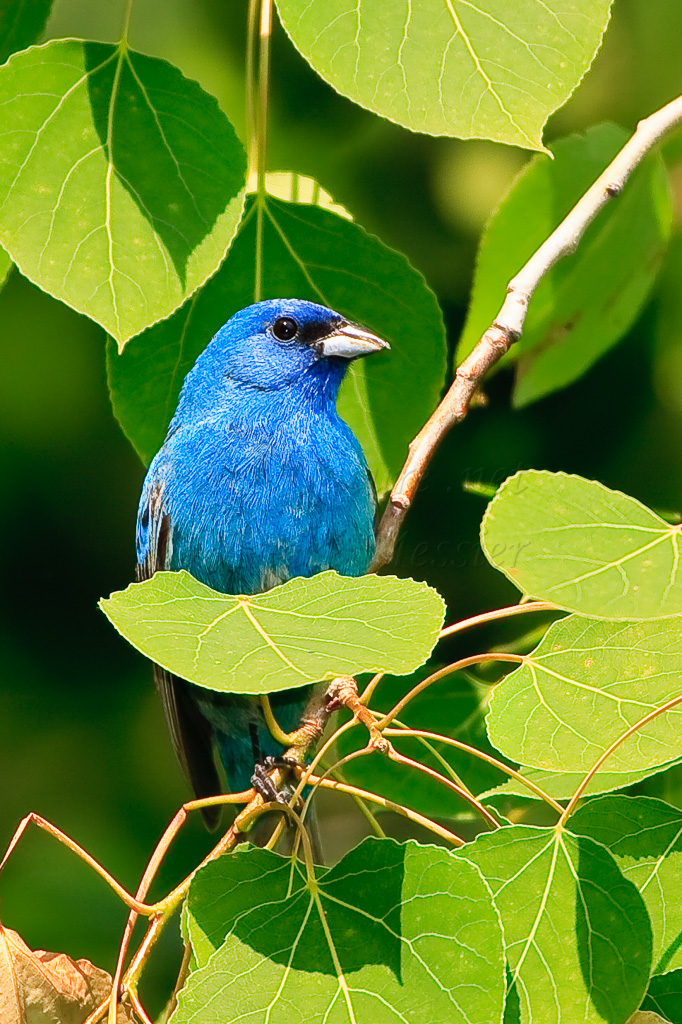 Passerin indigo