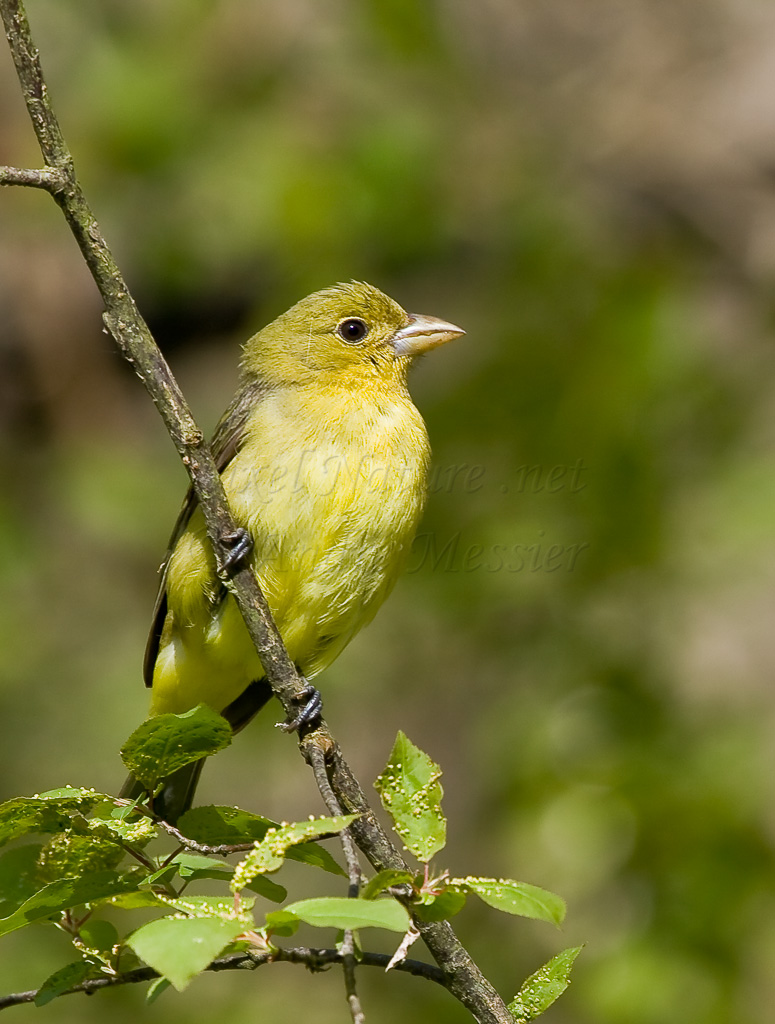 Tangara écarlate (femelle)