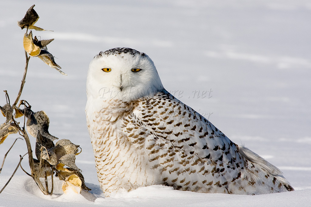 Harfang des neiges