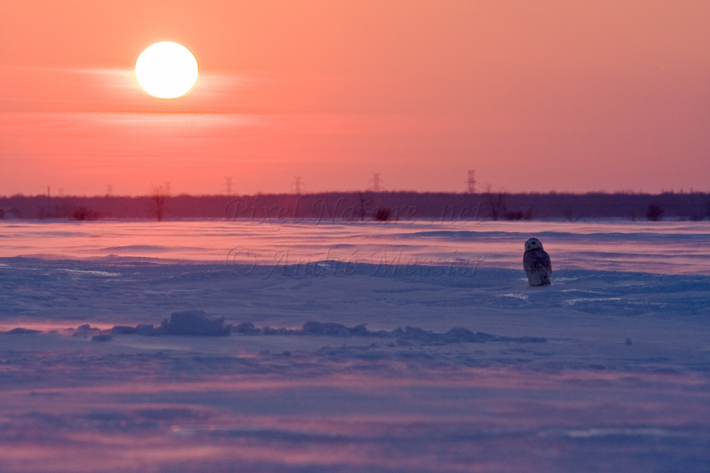 Harfang des neiges (crépuscule)